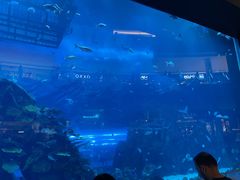 -迪拜水族馆及水下动物园