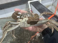 -山城家常菜铁锅炖鱼