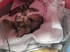 -纳吉亚猫专科动物诊疗中心(蒋宅口分院)