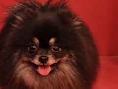 -和它·交个朋友·狗咖猫咖(爱琴海店)