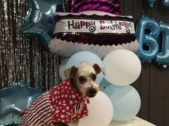 -百好乐宠物友好餐厅(朝外大街店)