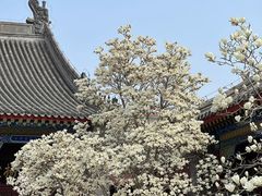 -天津大悲禅院