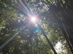 -大屏嶂森林公园