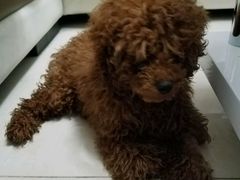 -米苏动物医院·犬猫专科·骨科外科内窥镜