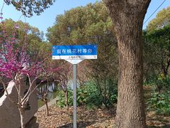 -南汇桃花村