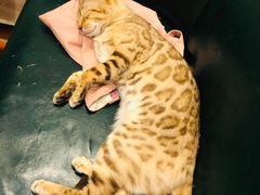 -猫小院猫主题咖啡厅(北锣店)