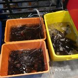 平桥一家龙虾烧烤喝粥俱全的店