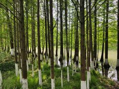 -桤木河湿地公园