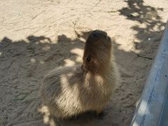 -西霞口神雕山野生动物世界