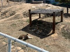 -西霞口神雕山野生动物世界