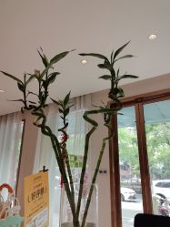 -Dr.林醫生产后修复·配方产康店(南京大厂店)
