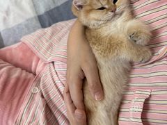 -心仪动物医院·牙专科·肿瘤·心脏科(西客站院)