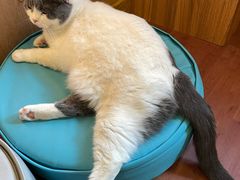 -MOCHA明星猫咖(田子坊店)