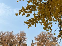 -北京石刻艺术博物馆(五塔寺)