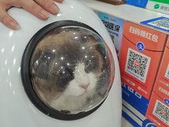 -四月宠物医院·猫专科·心脏专科·内科(转塘店)