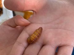 -南沙十九涌渔人码头-南门