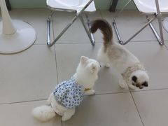 -怪兽屋·羊驼·猫咖·狗咖(俊华广场店)