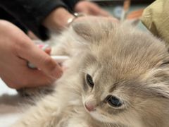 -中农大我爱我爱动物医院·核磁CT·猫病·24小时夜诊中心(石佛营店)