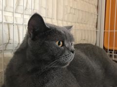 -猫咖时代(中山亭店)