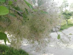 -济南国际园博园