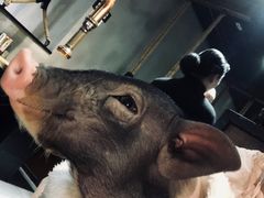 -喜茶(永旺梦乐城店)