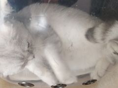 -灵美宠物诊所
