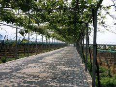 -白鹿原葡萄主题公园