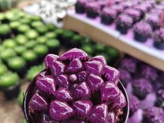 -龙大花卉苗木市场