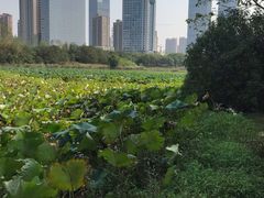 -艾溪湖湿地公园