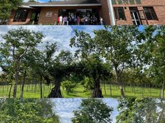 -上海海湾国家森林公园