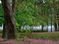 -蜀冈西峰生态公园