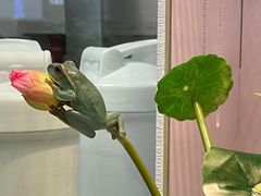 -酷以爬仙阁实体爬宠店·守宫·蜥蜴·专业繁育