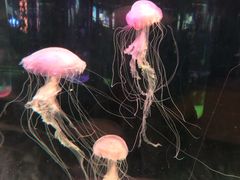 -苏州海洋馆