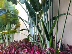 -西双版纳融创皇冠假日度假酒店