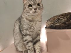 -猫儿山۰猫主题餐厅