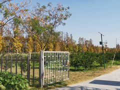 -上海长兴岛郊野公园