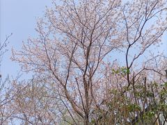 -黄兴公园