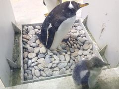 -大连圣亚海洋世界