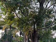 -西双版纳洲际度假酒店-泰傣餐厅