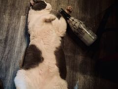 -后院儿·精酿·塔罗Happy Bar