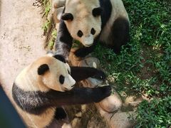 -都江堰中华大熊猫苑