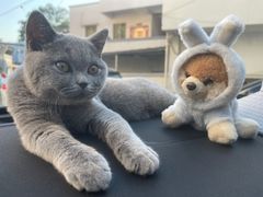 -lincat·猫舍(广州店)