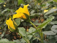 -人民公园(罗湖区)