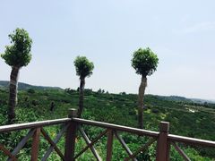 -南京市无想山景区