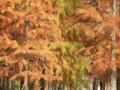 -白鹭湾湿地公园