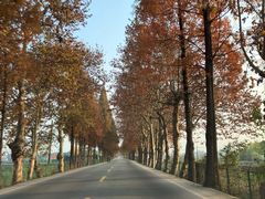 -桤木河湿地公园