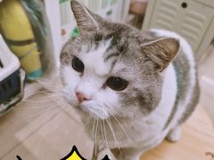-瑞派动物医院·猫专科·至诚(江南中分院)