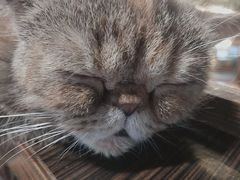 -more than meow吴止猫主题餐厅(承德 中船汇店)