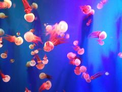 -成都浩海立方海洋公园