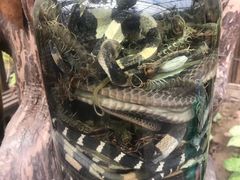 -呀路古热带植物园